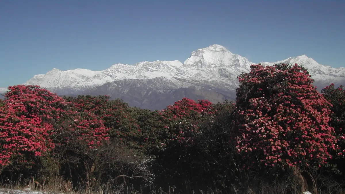View of Mount Dhaulagiri rising above Rhododendron forests from Kokhe Danda
